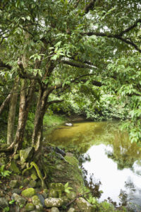 Lush Australia landscape with tree and water